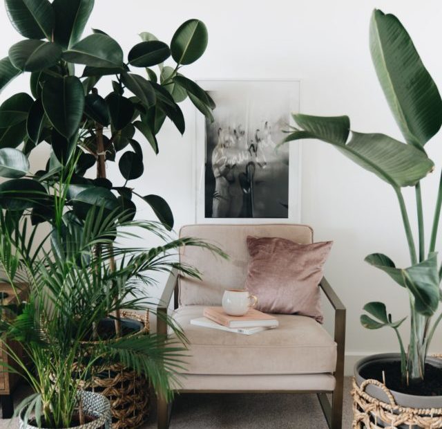 20 easy houseplants that grow in all conditions