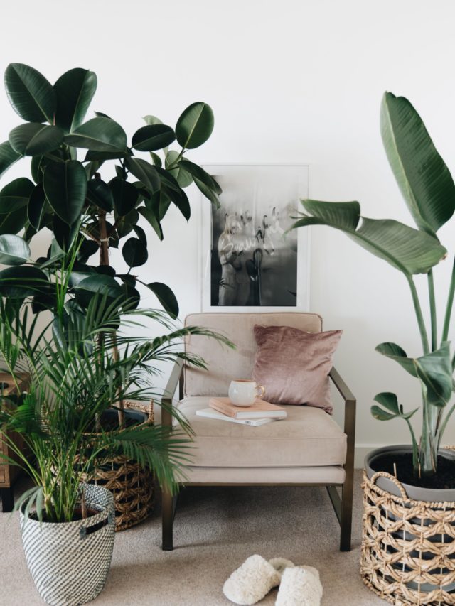 20 easy houseplants that grow in all conditions