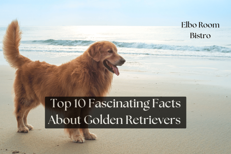 Top 10 Fascinating Facts About Golden Retrievers